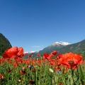 Coquelicots (A7-04723)