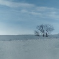 Arbre en hiver (RX-05035 v3)