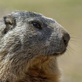 Marmotte (10-A6519)