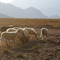 Moutons (10-C2012)