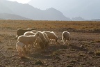 Moutons (10-C2012)