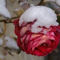 Rose à Noël (10-A7843)