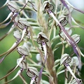 Orchis bouc (10-B1900)