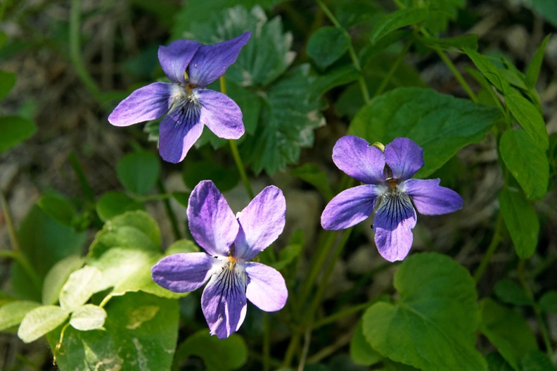 Violette (55-C2241)