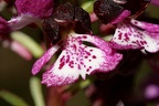 Orchis pourpre (7-01456)