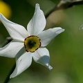 Narcisse radiiflora (77-01685)