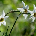 Narcisse radiiflora (77-01682)