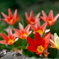 Tulipes (77-00808)