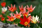 Tulipes (77-00808)