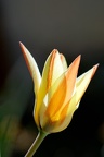 Tulipe (77-00931 100)