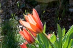 Tulipes (77-00897 100)