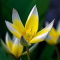 Tulipe (77-09289)