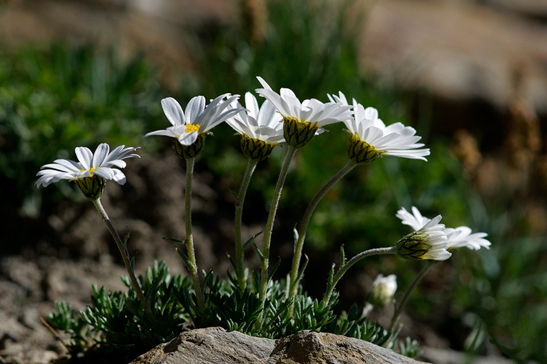 Marguerite des alpes (77-06216)