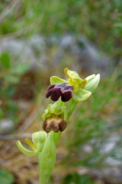 Ophrys fusca (?) (77-09208)