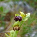 Ophrys fusca (?) (77-09208)