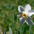 Narcisse (77-09865-r01-ak)