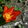 Tulipe (77-14764)