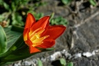 Tulipe (77-14764)