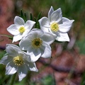 Anémone à fleur de narcisse (77-15148)