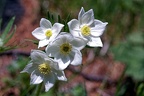 Anémone à fleur de narcisse (77-15148)