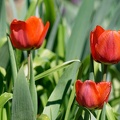 Tulipes (77-16097)