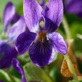 Violette (77-17085-ak 1)