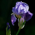 Iris (77-17262-nik)