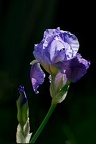 Iris (77-17262-nik)