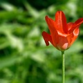 Tulipe (77-17667-v1)