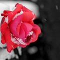Rose d'hiver (A7-05071-r)
