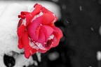 Rose d'hiver (A7-05071-r)