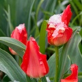 Tulipes glacées (A7-05834)