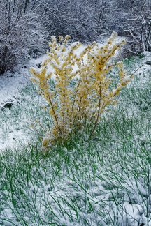 Forsythia sous la neige (A7-06871)