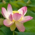 Lotus (G12-05490)
