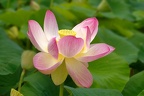 Lotus (G12-05490)