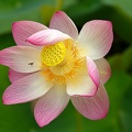 Lotus (G12-05491-ak)