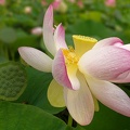 Lotus (G12-05493-ak)
