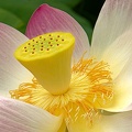 Lotus (G12-05496-ak)