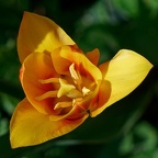 Tulipe (FS999-000-r01)