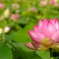 Lotus (G12-05488-ak)