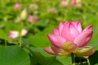 Lotus (G12-05488-ak)