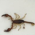 Scorpion [domestique ?] (A7-07145-v1)