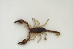 Scorpion [domestique ?] (A7-07145-v1)