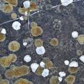 Lichens (10-B7186)