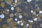 Lichens (10-B7186)