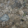 Lichen (55-A2964)