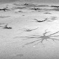 Neurones (A7-05125-ak)