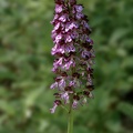 Orchis pourpre (77-18559 v1)