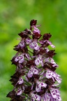 Orchis pourpre (77-18625 v1)