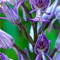 Orchis militaire (A7-07897 v2)